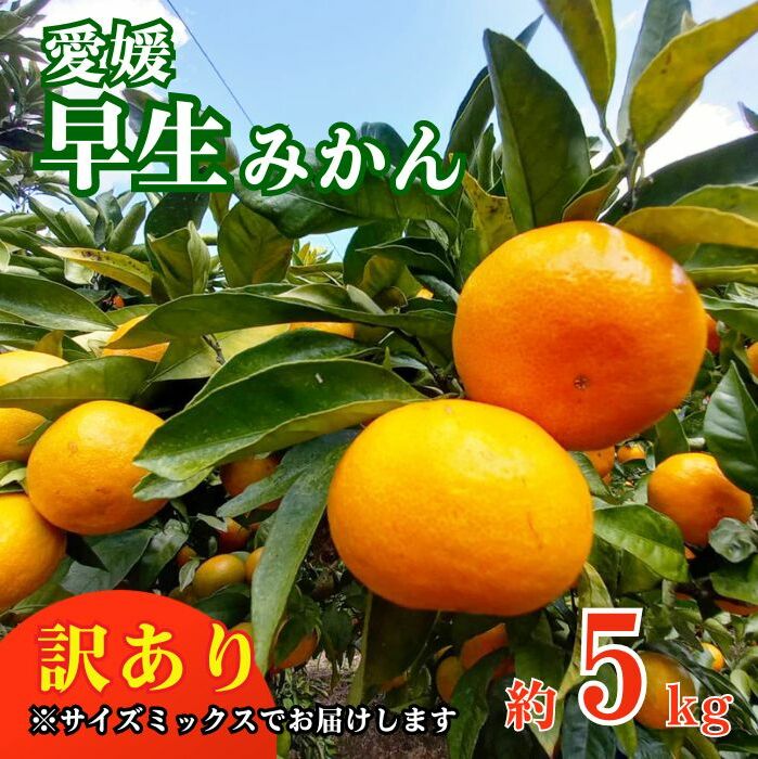 訳あり 愛媛みかん 早生みかん 5kg 早生みかん 蜜柑 みかん 温州みかん 早生 愛媛みかん オレンジ 果物 フルーツ 柑橘 人気 サイズ 不揃い サイズミックス 愛媛県 愛南町青果市場 発送期間:2