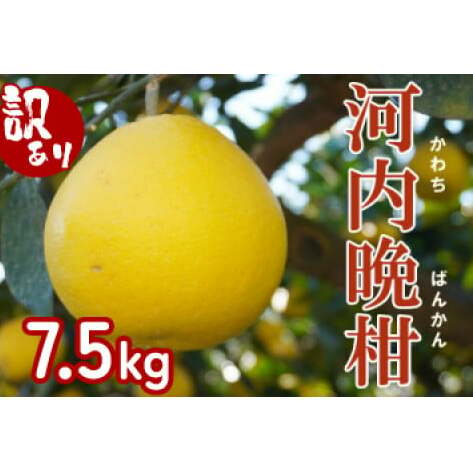 【 訳あり 】 先行予約 果樹園みどり の 樹齢30年 河内晩柑 7.5kg ( 訳あり ミックス  ) 家庭用 7.5kg 先行 事前 予約 受付 みかん 河内晩柑 かわちばんかん 愛南ゴールド 文旦 グレープフルー