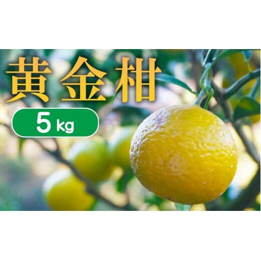 【 先行予約 】 果樹園みどり の 黄金柑 5kg ( サイズ ミックス  ) 5kg 先行 事前 予約 受付 みかん 黄金柑 おうごんかん ゴールデンオレンジ 贈答用 贈答 幻 希少 グレープフルーツ 果汁 おい