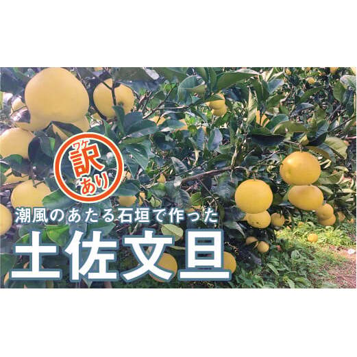 数量限定 先行受付 訳あり 土佐文旦 10kg 10000円 文旦 ぶんたん わけあり 国産 産地直送 農家直送 特産品 ギフト プレゼント ゼリー ジュース アイス 等に 人気 限定 甘い フルーツ 果物 柑橘