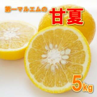 先行予約 甘夏 秀品 5kg 第一マルエム 減農薬 みかん 柑橘 フルーツ 愛媛県 愛南町 愛媛県愛南町7000果物・フルーツみかん・柑橘類