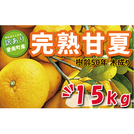 訳あり 木成り 完熟 甘夏 15kg 10000円 先行予約 (発送期間:3月中旬〜5月上旬) みかん あまなつ 夏みかん グレープフルーツ だいだい 家庭用 事前 予約 受付 産地直送 国産 農家直送 果樹園