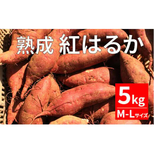 熟成 紅はるか 5kg M-Lサイズ さつまいも いも 低温熟成 完全熟成収穫 甘い 糖度 焼き芋 やきいも スイートポテト おやつ 高糖度 料理 国産 愛媛県 愛南町 青果市場愛媛県愛南町8000野菜・きの
