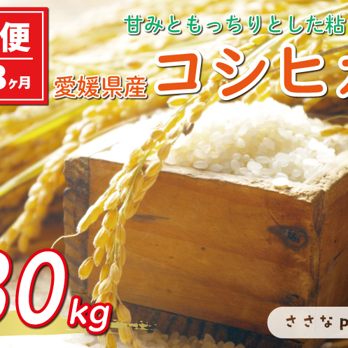 新米 令和6年産 定期便 10kg × 3回 コシヒカリ 合計 30kg お米 白米 こしひかり 米 こめ 精米 産地直送 国産 農家直送 期間限定 数量限定 特産品 令和6年度産 2024年産 大粒 もっちり 粘り 甘み お