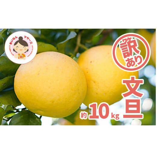 先行予約 訳あり 文旦 10kg ( Lサイズ 以上 ) 10000円 ぶんたん みかん mikan 蜜柑 ミカン 家庭用 産地直送 国産 農家直送 減農薬 糖度 期間限定 数量限定 特産品 ゼリー ジュース アイス 人気 限