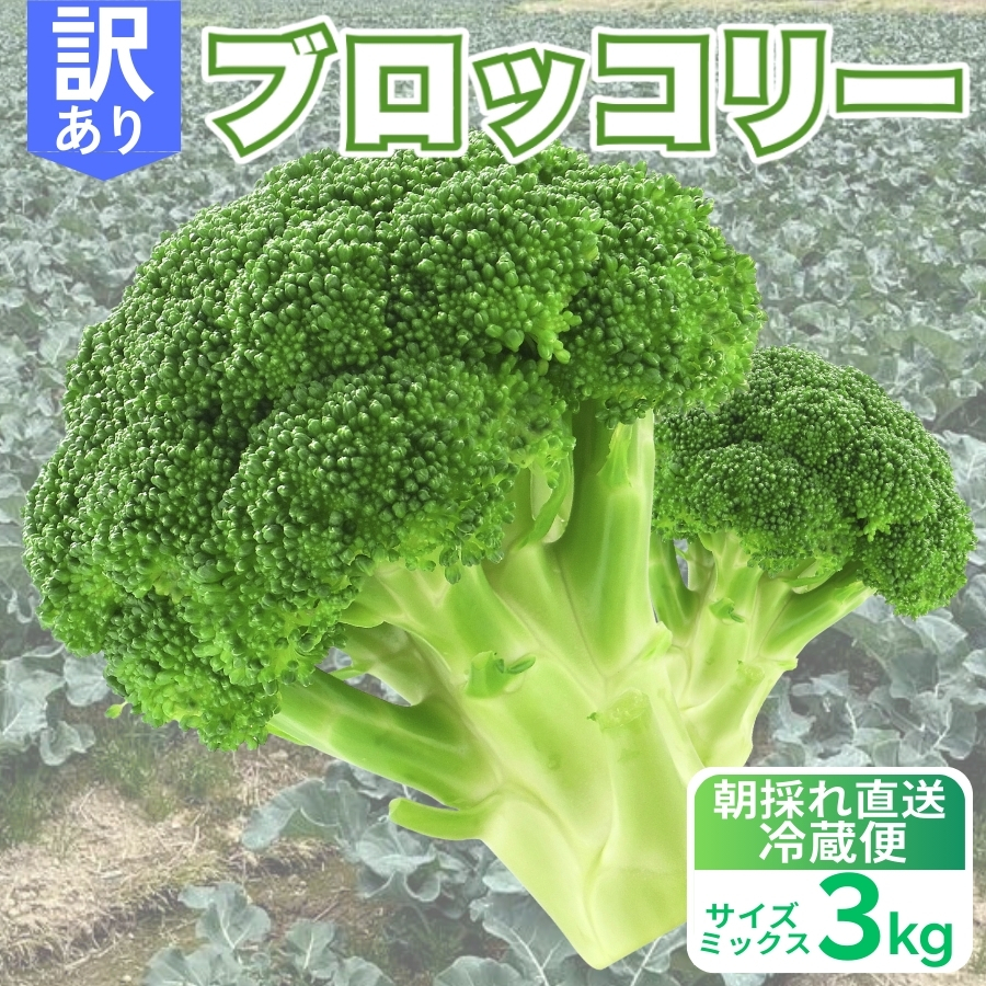 訳あり ブロッコリー 3kg サイズミックス 朝採れ 当日 発送 新鮮 採れたて 産地直送 農家直送 国産 野菜 シャキシャキ 食感 茎 まで 甘い 栄養満点 ご家庭用 サラダ スープ お弁当 彩り野菜 旬