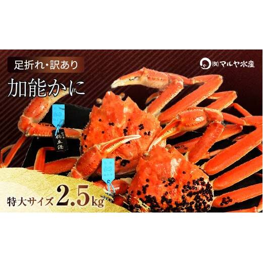 石川県産 加能かに ズワイガニ ( 産地証明タグ付 ) 訳あり 足折れ 特大サイズ 2〜3匹 合計2.5kg 1月20日〜 3月31日発送 産地証明 訳あり 家庭用 自宅用 足折れ 先行予約 予約 ブランド蟹 ボイル