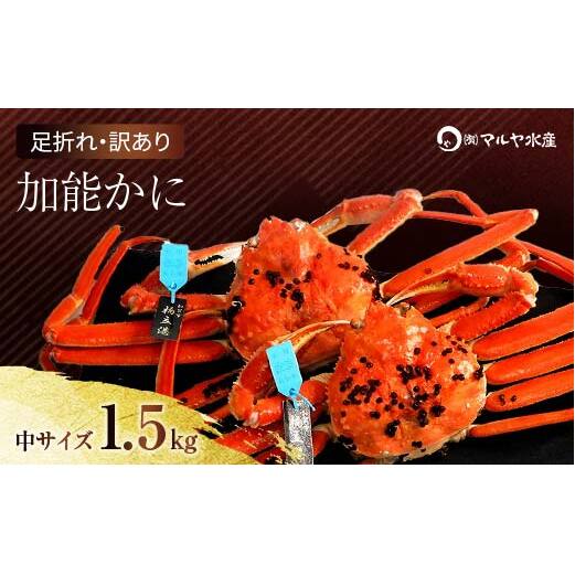 石川県産 加能かに ズワイガニ ( 産地証明タグ付 ) 訳あり 足折れ 中サイズ 2〜3匹 合計1.5kg 11月10日〜12月15日発送 産地証明 訳あり 家庭用 自宅用 足折れ 先行予約 予約 ブランド蟹 ボイル 茹