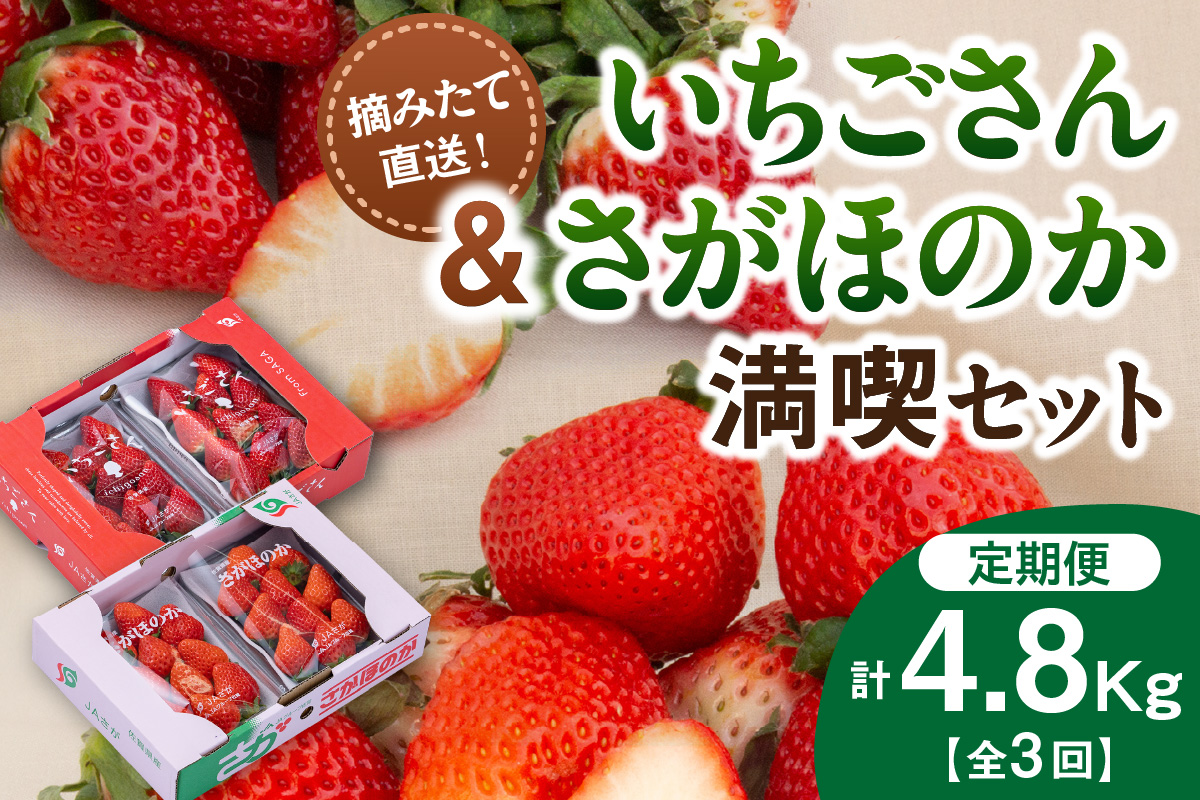 佐賀産いちご「いちごさん」&「さがほのか」定期便 満喫セット【全3回】 999-B864佐賀県伊万里市70000果物・フルーツいちご