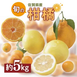 佐賀の旬の柑橘をお届け 佐賀産かんきつ5kg 147-B397佐賀県伊万里市26000果物・フルーツみかん・柑橘類