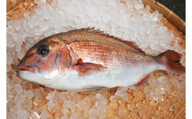 玄海灘産養殖 真鯛 一尾 三枚卸済 018-C127佐賀県伊万里市18000魚介・海産物鮮魚