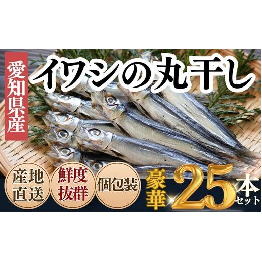 <大好評!>脂の乗ったいわしの丸干し 25本セット愛知県南知多町10000魚介・海産物その他 魚介・海産物