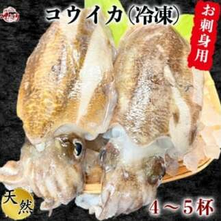 岬だよりのお刺身用天然コウイカ1.2kg(4〜5杯)愛知県南知多町45000魚介・海産物イカ・タコ・ウニ