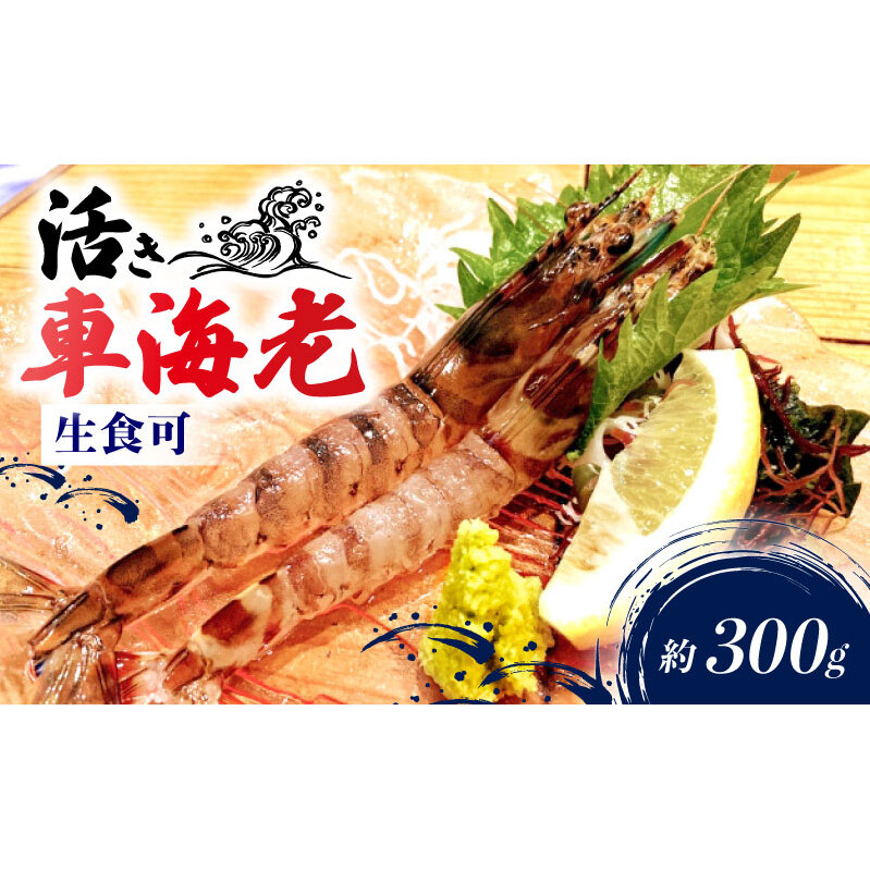先行予約 活車海老 約300g 指定日必須 クルマエビ愛知県南知多町19000魚介・海産物エビ