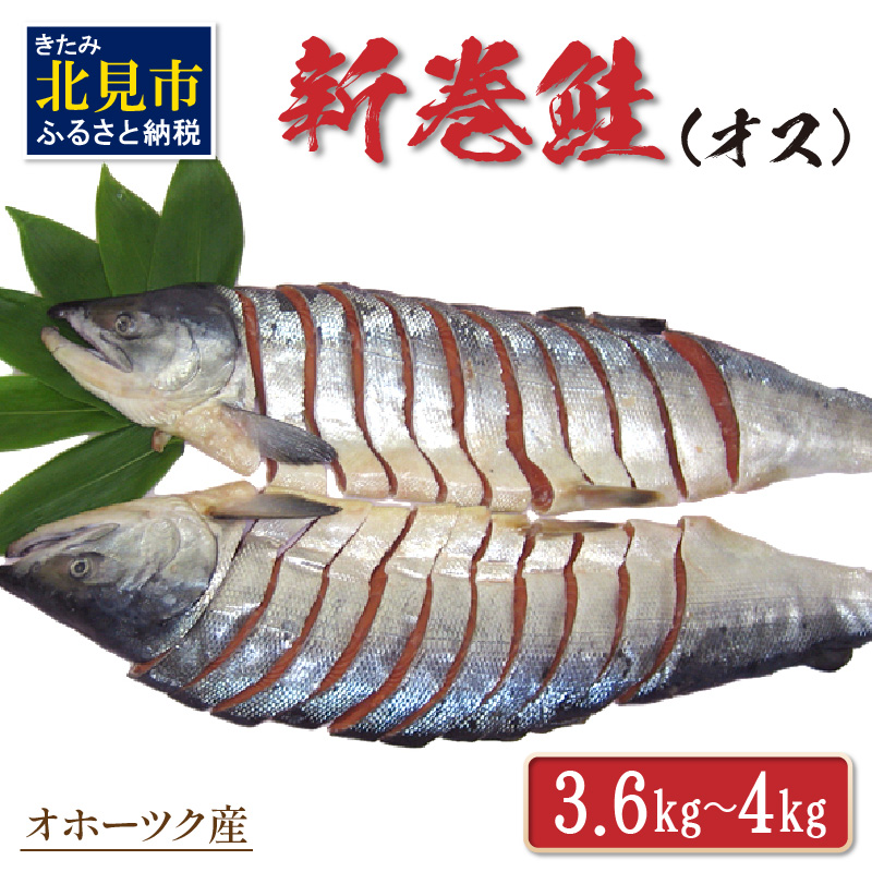 オホーツク産新巻鮭 オス 切身 約3.6〜4kg ( さけ サケ 切り身 パック 小分け 真空パック 塩漬け 鮭 ムニエル 甘塩 フライ ホイル焼き ふるさと納税 魚介類 魚 海鮮 )【017-0015】北海道北見市30000