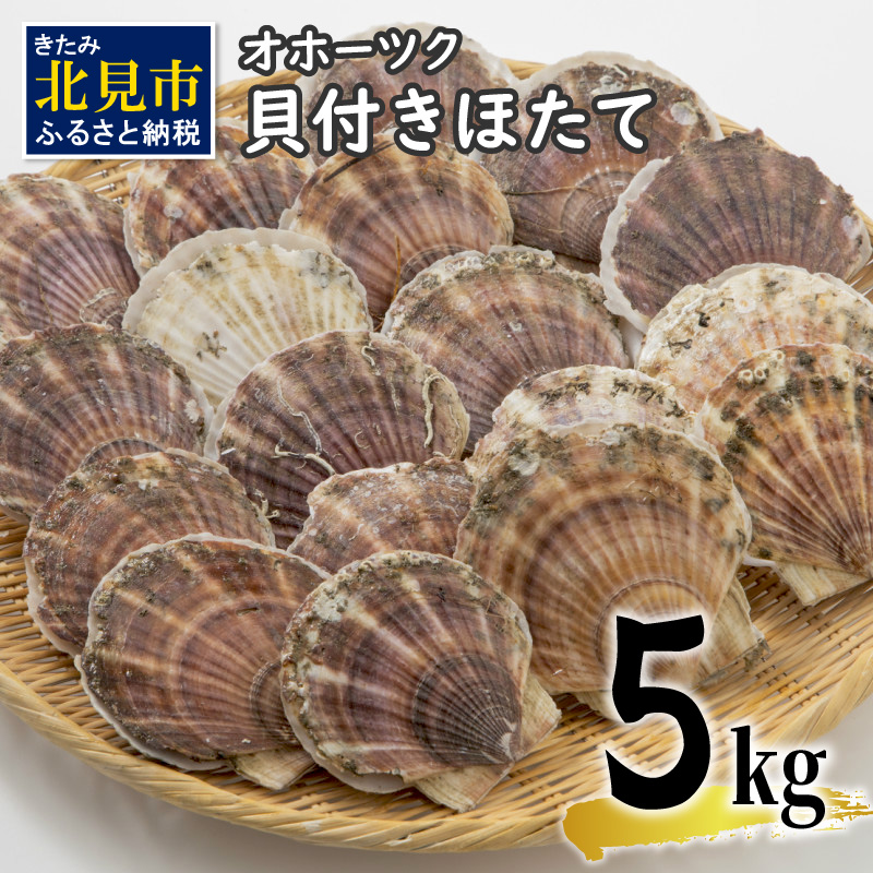 オホーツク貝付きほたて 5kg(30枚〜50枚)( 海鮮 魚介 魚介類 貝 貝類 ホタテ ほたて 帆立 殻付き 貝柱 贈答 ギフト 贈り物 お中元 お祝い BBQ バーベキュー )【031-0013】北海道北見市25000魚介・海