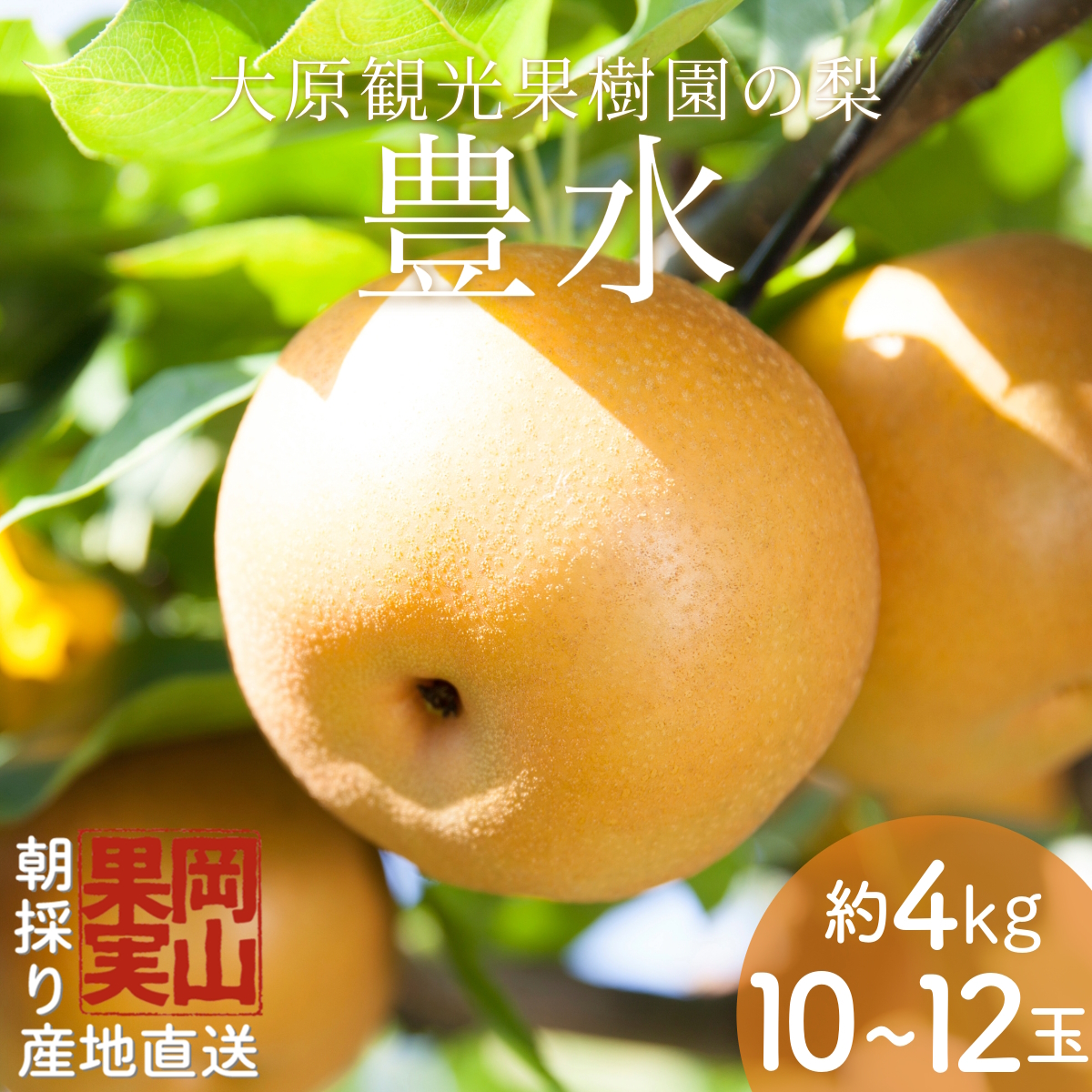 y2025Ns\zm匴όʎnRY {̗iLji4kg 10`12ʁjy026-a022zR쒬13000ʕEt[c񂲁E