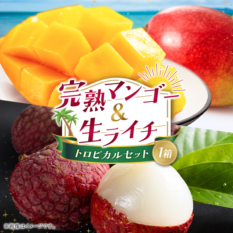 サマーフルーツ<完熟マンゴー&生ライチ>トロピカルセット 宮崎県産 数量限定 フルーツ 果物 詰め合わせ 化粧箱入り【C74-26】宮崎県新富町19000果物・フルーツマンゴー・パイナップル