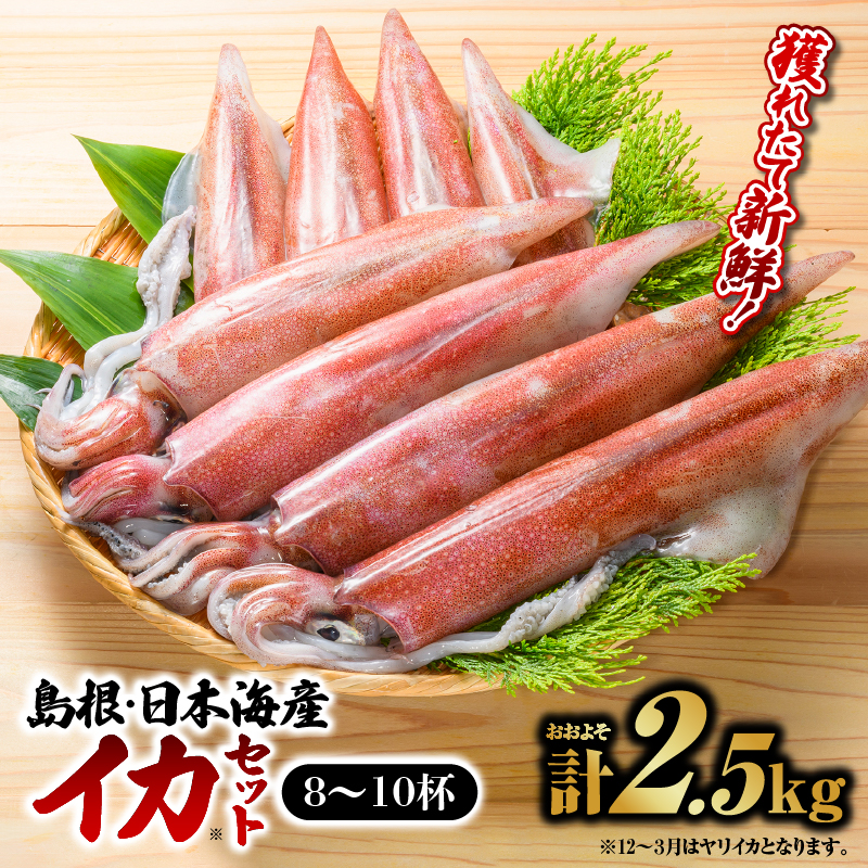 鮮魚セットC【剣先イカ 8〜10杯 約2.5kg】|  イカ 島根 山陰 日本海産 魚介類 魚貝類 海産 海産物 いか 鮮魚 剣先イカ ヤリイカ けんさきいか やりいか 焼イカ おかず つまみ 下処理済 煮付け