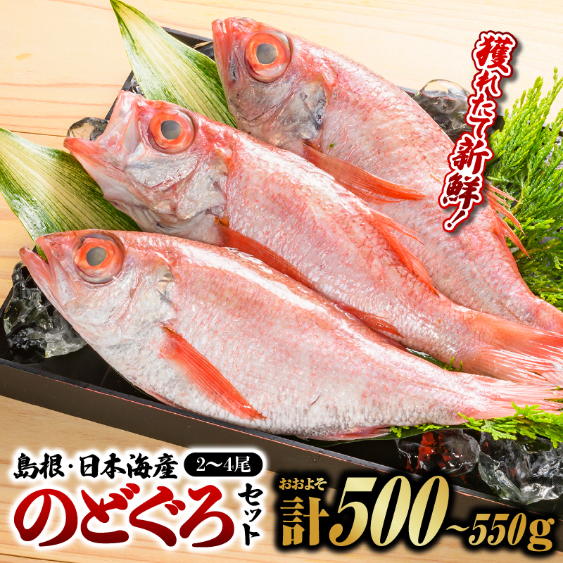 鮮魚セットD【のどぐろ2〜4尾(約500g〜550g)】|漁解禁 受付再開  のどぐろ ノドグロ 島根 山陰 日本海産 魚介類 魚貝類 海産 海産物 おかず 下処理済 煮付け 焼き魚 焼魚 魚 さかな 鮮魚 新鮮
