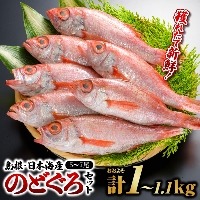 鮮魚セットF【のどぐろ5〜7尾(約1kg〜1.1kg)】|漁解禁 受付再開  のどぐろ ノドグロ 魚 さかな 焼き魚 島根 山陰 日本海産 魚介類 魚貝類 海産 海産物 おかず 下処理済 煮付け 鮮魚 新鮮|お届