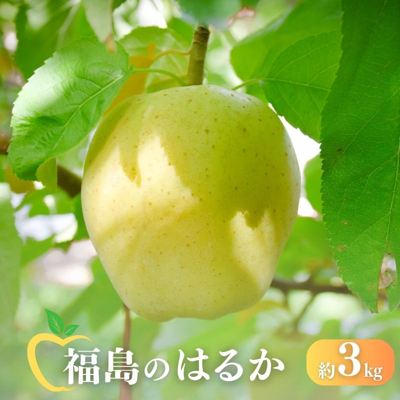 No.1474 りんご「はるか」約3kg【2025年度発送】福島県福島市16000果物・フルーツりんご・梨