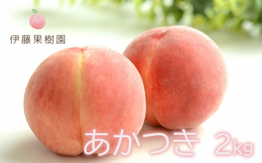 No.1974 もも「あかつき」約2kg【2025年発送】福島県福島市12000果物・フルーツもも・すもも