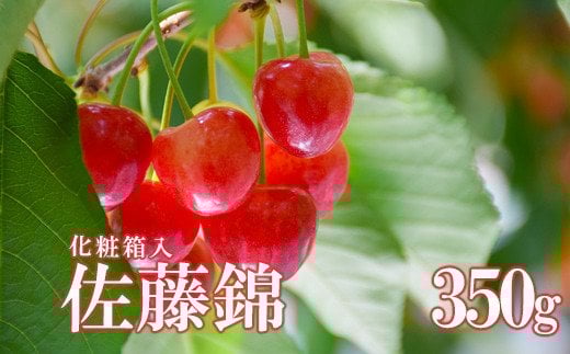 No.2279ヤマ考紺野果樹園 さくらんぼ 佐藤錦化粧箱入り350g【2025年発送】福島県福島市17000果物・フルーツさくらんぼ