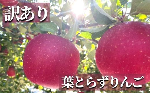 No.2437 訳あり 葉とらずりんご  サンふじ ご家庭用 約5kg【2025年度発送】福島県福島市13000果物・フルーツりんご・梨