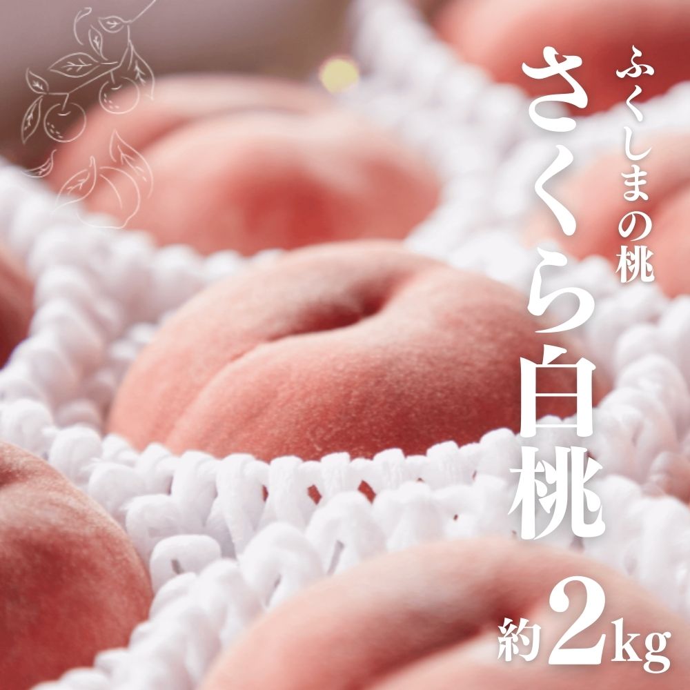 No.2724福島市産 さくら白桃 約2kg【2025年発送】福島県福島市15000果物・フルーツもも・すもも