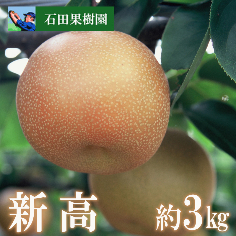 No.2738梨 新高 3kg【2025年発送 先行予約】福島県福島市11000米・パン白米