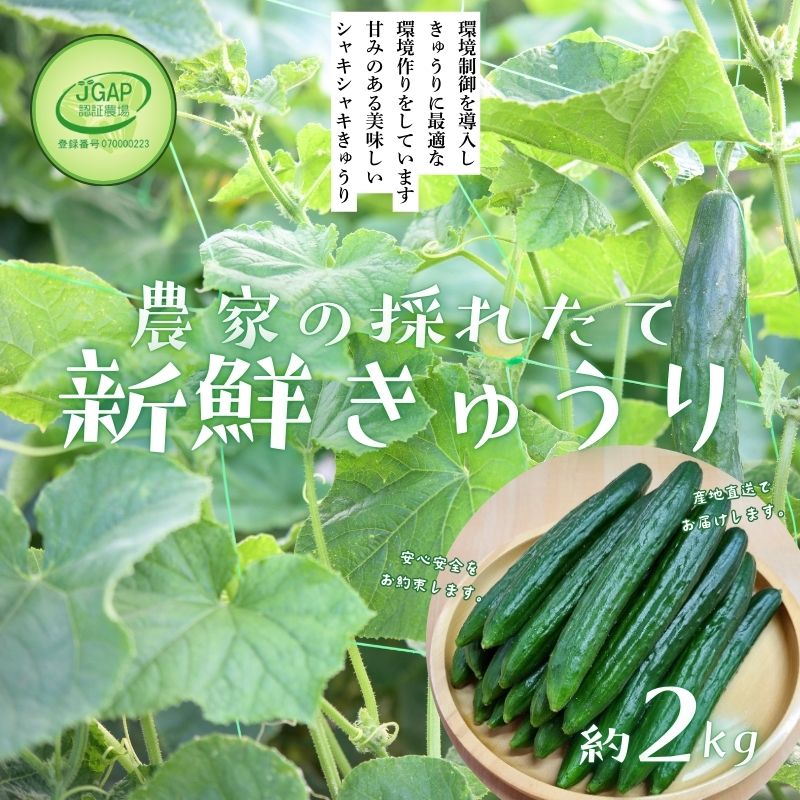 No.2973 JGAP農家の採れたて新鮮きゅうり 約2kg 秀級品福島県福島市10000米・パン白米