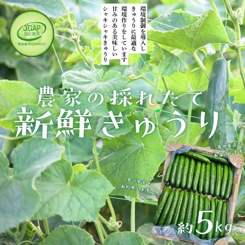 No.2974 JGAP農家の採れたて新鮮きゅうり 約5kg 秀級品福島県福島市18000野菜・きのこその他 野菜
