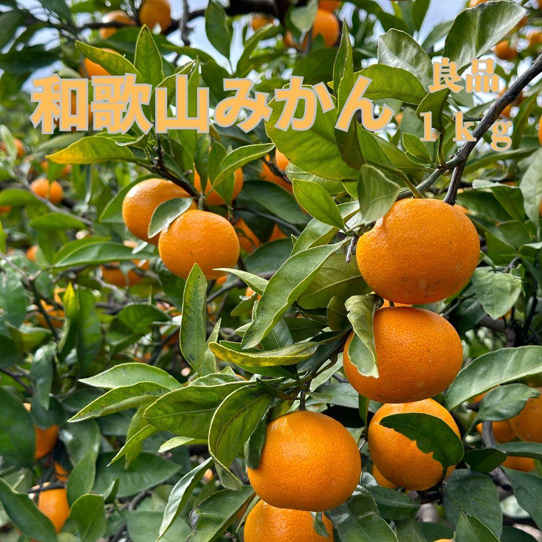 和歌山県海南市産みかん 良品 約1kg(サイズ2S〜2L)【red4】和歌山県高野町7000果物・フルーツみかん・柑橘類