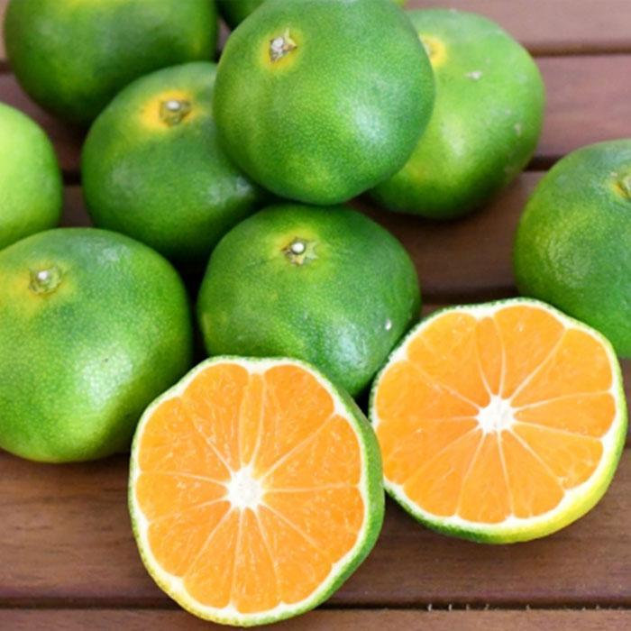 【先行予約】和歌山由良町産 由良早生みかん 約5kg サイズおまかせ(L〜2S) いずれかお届け【SL2】和歌山県高野町15000果物・フルーツみかん・柑橘類