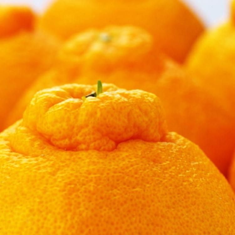 _Ƃ Z sm 12`24 (5kg)ms\nmMS39na̎R쒬15000ʕEt[c݂Ek