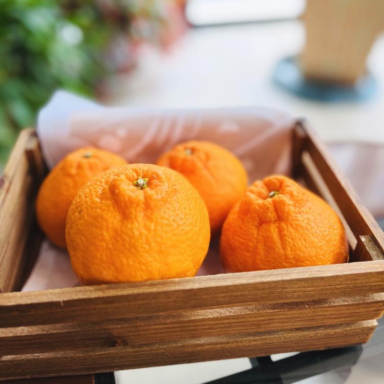 Lc炿̔Zsm(ƒp) 2.5kgms\nmMS40na̎R쒬9000ʕEt[c݂Ek