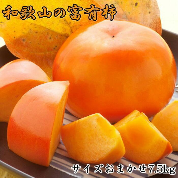 [Ê`̉l]a̎RYxL`@7.5kg TCY܂2025N11{菇yTM5za̎R쒬18000ʕEt[c̑ ʕEt[c