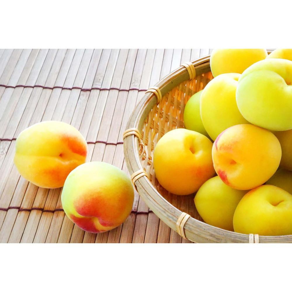 m~E~pn4LTCY2kg n썂 ~ ԏGi2026N6{`77\聄mART01na̎R쒬35000ʕEt[c̑ ʕEt[c