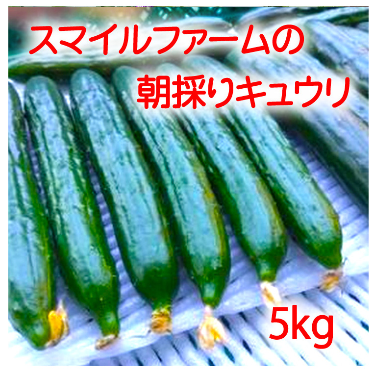 朝採りきゆうり5kg【FM02W】滋賀県近江八幡市10000野菜・きのこその他 野菜