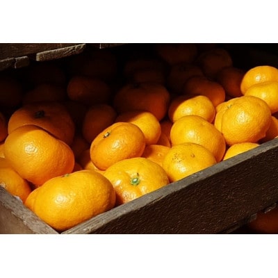 【2026年2月〜順次発送予定】大阪府和泉市 熟成蔵出し青島みかん2.7kg(箱込3kg)サイズ混合【1559836】大阪府和泉市8000果物・フルーツみかん・柑橘類