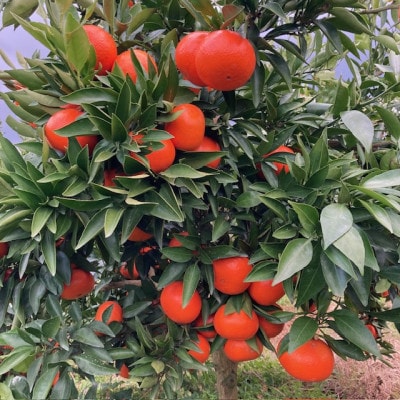 【2026年1月15日〜順次発送予定】大阪府和泉市 希少 みはや2.5kg みかん サイズ混合【1559851】大阪府和泉市8000果物・フルーツみかん・柑橘類