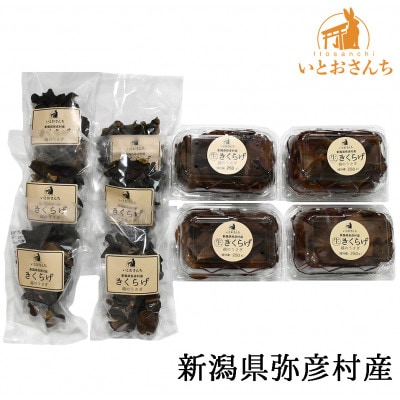新潟県弥彦村産 越のうさぎ  生きくらげ250g×4、乾燥きくらげ25g×6 詰め合せセット【配送不可地域:離島】【1354463】新潟県弥彦村34000野菜・きのこきのこ