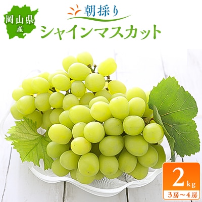 朝採りシャインマスカット2kg(3房〜4房)【配送不可地域:離島】【1119807】岡山県美作市20000果物・フルーツマスカット・ぶどう