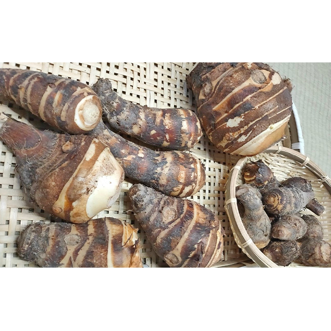 姫路伝統野菜『海老芋』2kg(ご家庭用・サイズミックス) 根菜 いも 兵庫県姫路市13000野菜・きのこ大根・ニンジン・根菜類