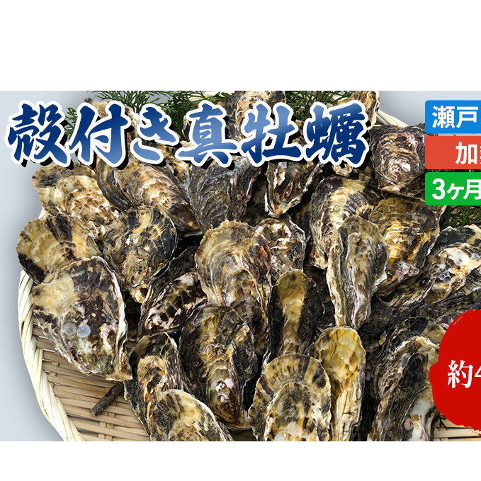 定期便【1月より3ヵ月連続お届け】旬の牡蠣を食べ比べ! 姫路産 殻付き真牡蠣(加熱用)約4kg/カキ かき 貝類 兵庫県 特産品 1年牡蠣 魚介類 兵庫県姫路市46000魚介・海産物貝類