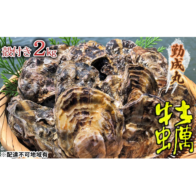 【2026年1月より順次出荷予定勤成丸の牡蠣 殻付き牡蠣 2.0kg 魚介類 魚貝類 生牡蠣 海の幸 海鮮 1年牡蠣 つまみ お酒のあて 一品料理 オイスター 兵庫県姫路市13000魚介・海産物貝類