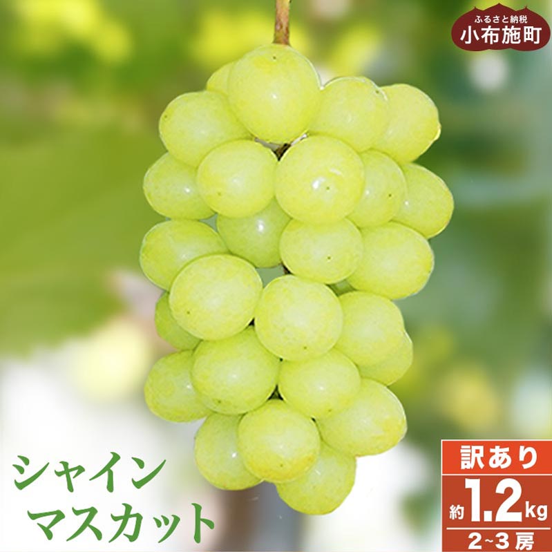 y󂠂zVC}XJbg 1.2kg 2`3[ mz{nʌ Ԍ ƒp KiO s  ʕ t[c Ԃǂ  uhE N[ ① Y҉ xi 쌧Y MB