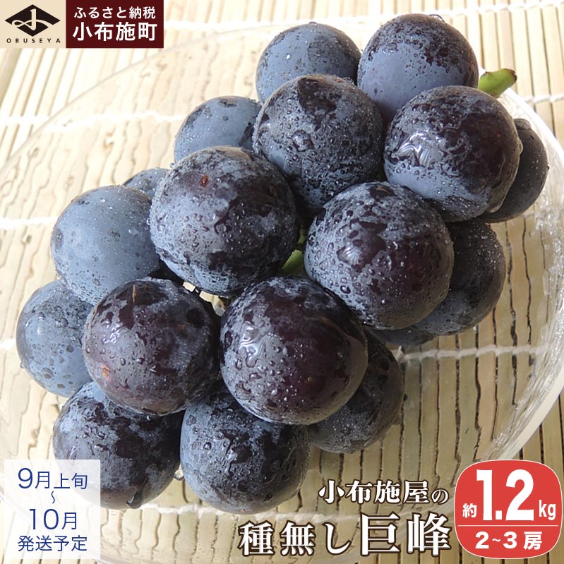 햳 1.2kg 2`3[ mz{n Ȃ ʕ t[c Ԃǂ  햳 Ȃ N[ ① s\ ʌ Y MBY fU[g ߘa7NY y2025N9{`10z