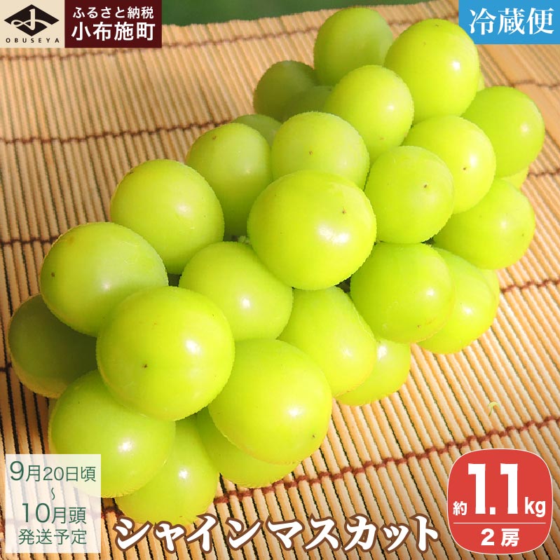 VC}XJbg 1.1kg 2[ mz{n t[c ʕ  Ԃǂ  uhE ʌ N[֔z 쌧Y Yn s\  2025 2025N ߘa7NY y2025N920`10